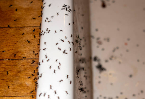 Best Exterminator Services  in Placitas, NM