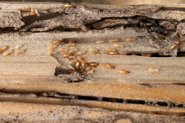 Pest Control for Restaurants in Placitas, NM
